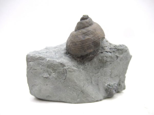 Cyclonemia bilix Ordovician Gastropod for Sale from Ohio #7
