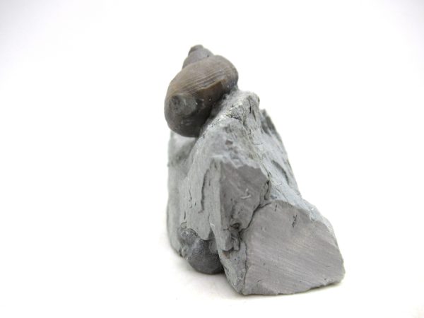 Cyclonemia bilix Ordovician Gastropod for Sale from Ohio #7 - Image 2