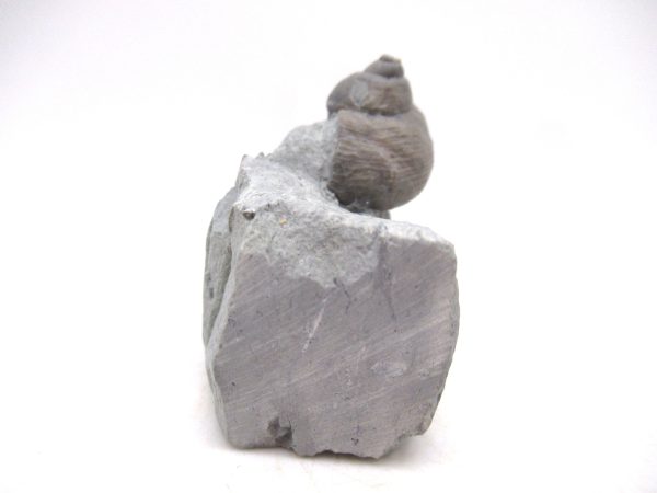 Cyclonemia bilix Ordovician Gastropod for Sale from Ohio #7 - Image 3