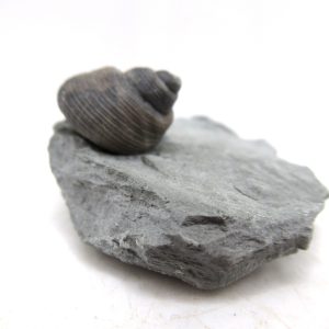Cyclonemia bilix Ordovician Gastropod for Sale from Ohio #8