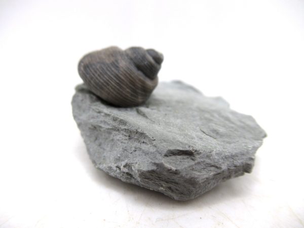 Cyclonemia bilix Ordovician Gastropod for Sale from Ohio #8