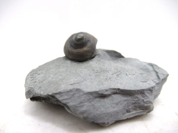 Cyclonemia bilix Ordovician Gastropod for Sale from Ohio #8 - Image 2