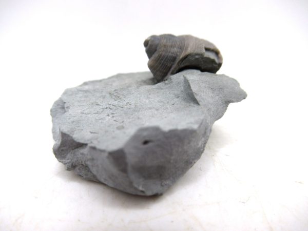 Cyclonemia bilix Ordovician Gastropod for Sale from Ohio #8 - Image 4