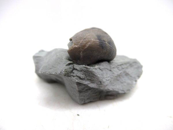 Cyclonemia bilix Ordovician Gastropod for Sale from Ohio #8 - Image 3