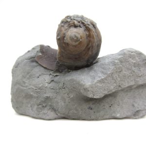 Cyclonemia bilix Ordovician Gastropod for Sale from Ohio #9