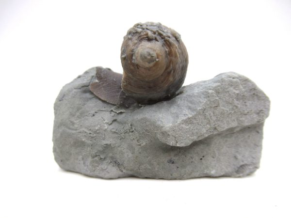 Cyclonemia bilix Ordovician Gastropod for Sale from Ohio #9