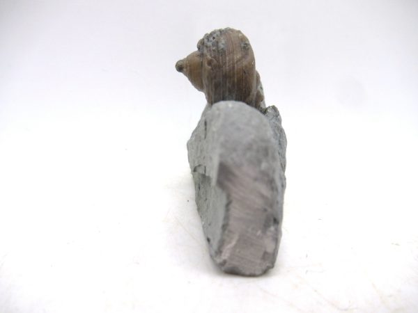Cyclonemia bilix Ordovician Gastropod for Sale from Ohio #9 - Image 2