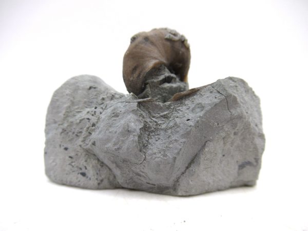 Cyclonemia bilix Ordovician Gastropod for Sale from Ohio #9 - Image 4