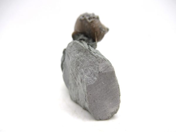 Cyclonemia bilix Ordovician Gastropod for Sale from Ohio #9 - Image 3