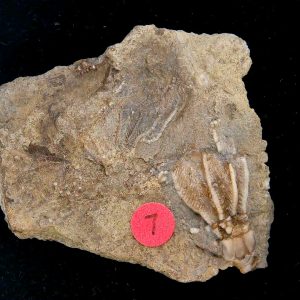 Gilmore City Iowa Crinoid Mississippian Age #190
