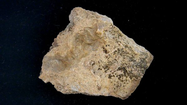 Gilmore City Iowa Crinoid Mississippian Age #190 - Image 3