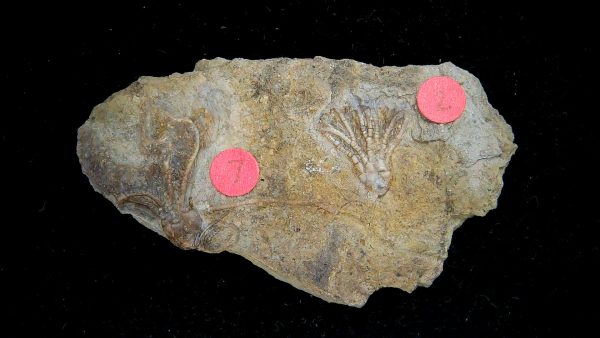 Gilmore City Iowa Crinoid Mississippian Age #191