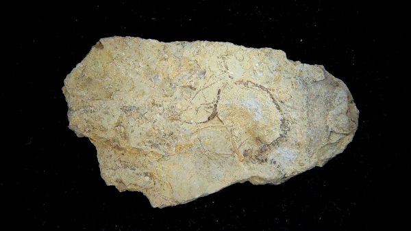 Gilmore City Iowa Crinoid Mississippian Age #191 - Image 3