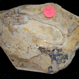Gilmore City Iowa Crinoid Mississippian Age #192