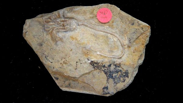 Gilmore City Iowa Crinoid Mississippian Age #192