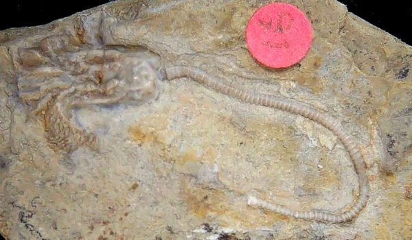 Gilmore City Iowa Crinoid Mississippian Age #192 - Image 2