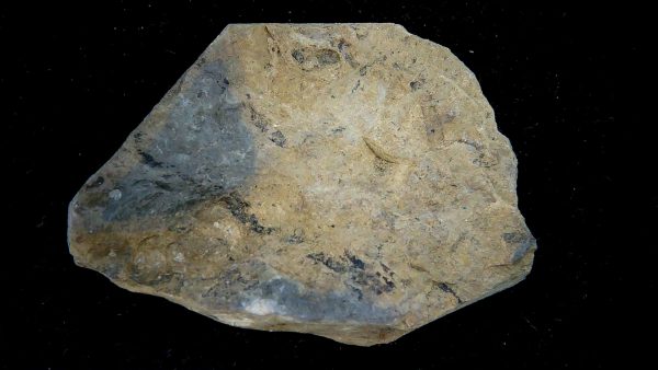 Gilmore City Iowa Crinoid Mississippian Age #192 - Image 3