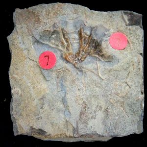 Gilmore City Iowa Crinoid Mississippian Age #193