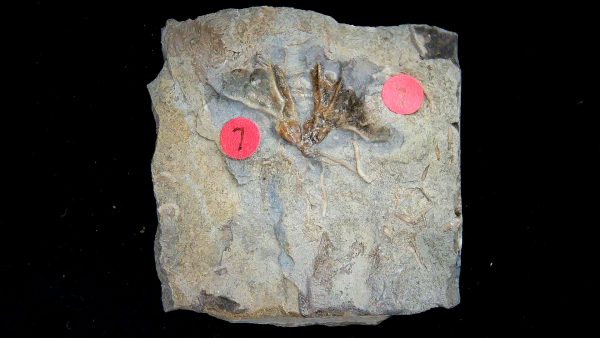 Gilmore City Iowa Crinoid Mississippian Age #193