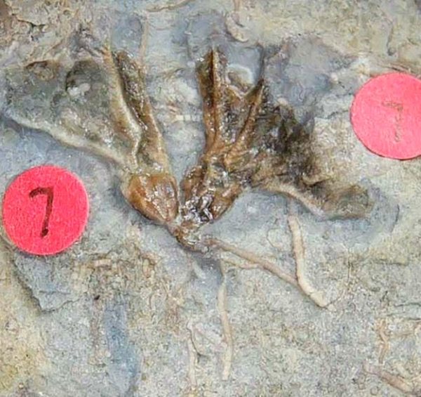 Gilmore City Iowa Crinoid Mississippian Age #193 - Image 2