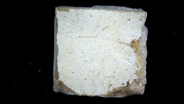 Gilmore City Iowa Crinoid Mississippian Age #193 - Image 3