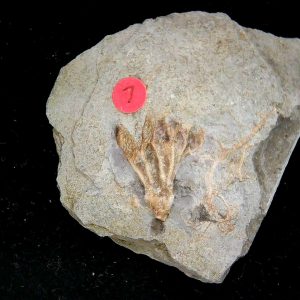 Gilmore City Iowa Crinoid Mississippian Age #194