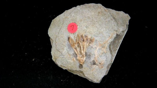 Gilmore City Iowa Crinoid Mississippian Age #194
