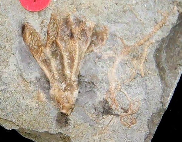 Gilmore City Iowa Crinoid Mississippian Age #194 - Image 2