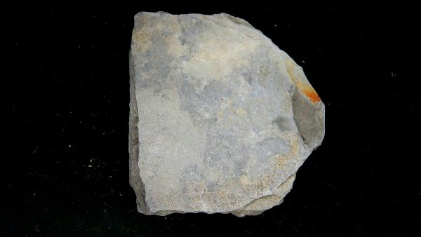 Gilmore City Iowa Crinoid Mississippian Age #194 - Image 3