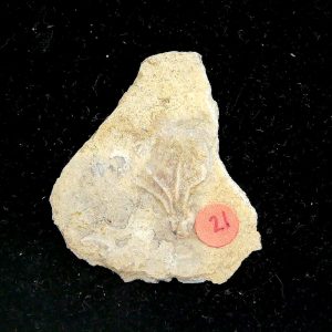 Gilmore City Iowa Crinoid Mississippian Age #195