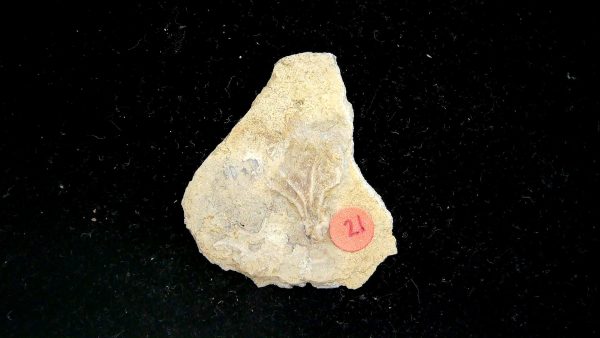 Gilmore City Iowa Crinoid Mississippian Age #195