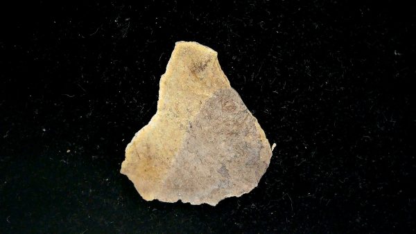 Gilmore City Iowa Crinoid Mississippian Age #195 - Image 3