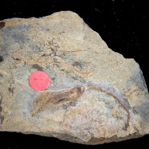 Gilmore City Iowa Crinoid Mississippian Age #196