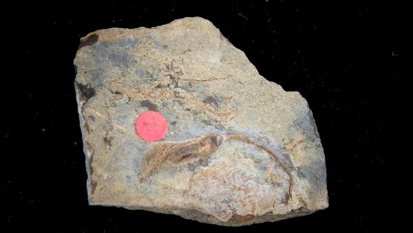 Gilmore City Iowa Crinoid Mississippian Age #196