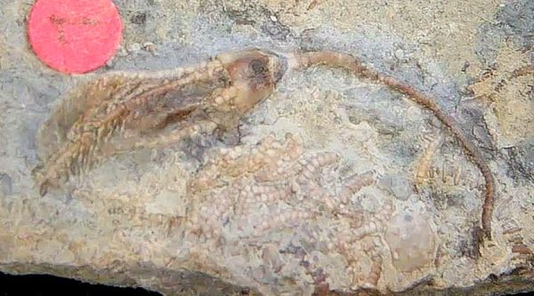 Gilmore City Iowa Crinoid Mississippian Age #196 - Image 2