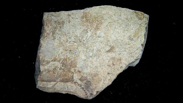 Gilmore City Iowa Crinoid Mississippian Age #196 - Image 3