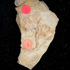 Gilmore City Iowa Crinoid Mississippian Age #197