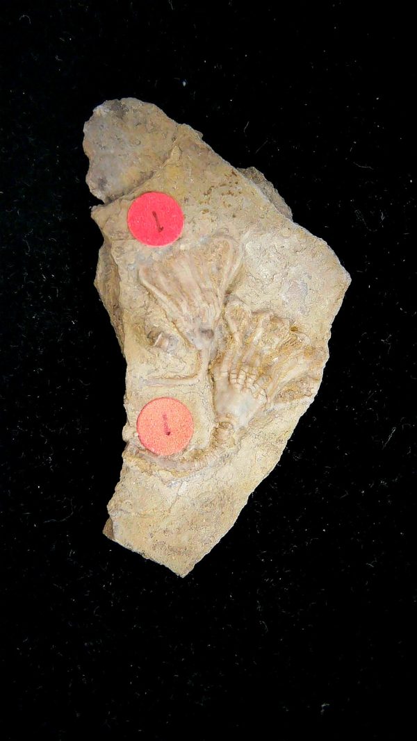 Gilmore City Iowa Crinoid Mississippian Age #197