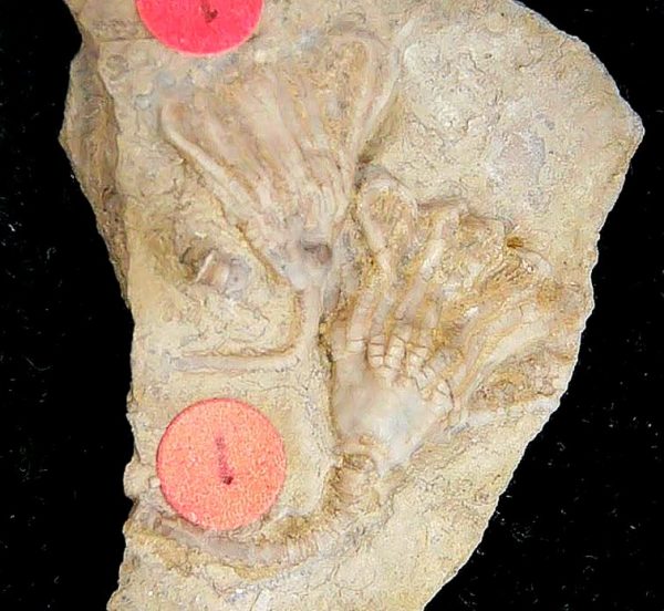 Gilmore City Iowa Crinoid Mississippian Age #197 - Image 2