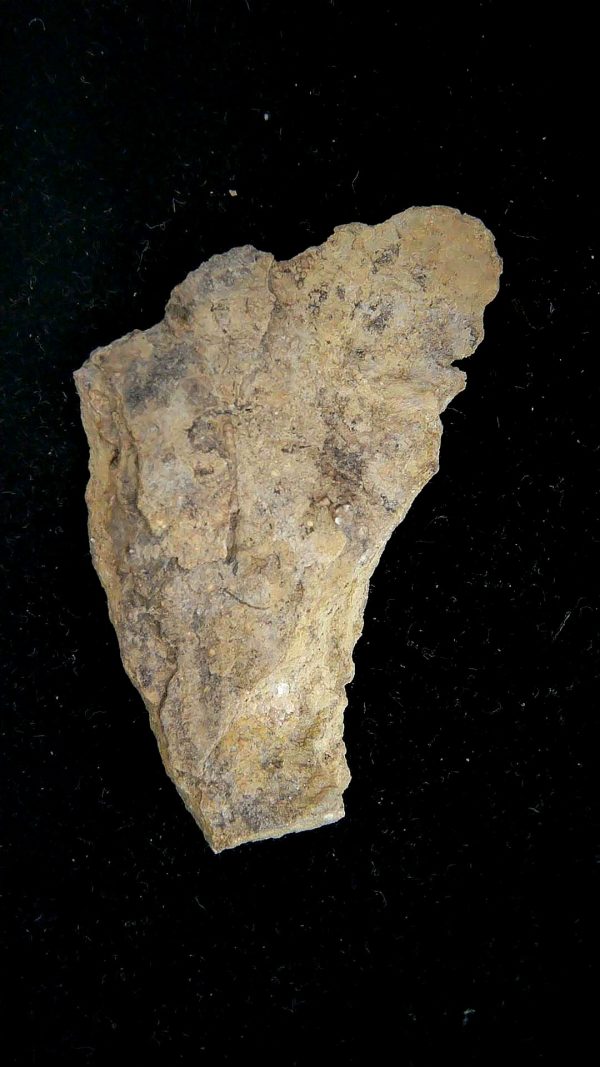 Gilmore City Iowa Crinoid Mississippian Age #197 - Image 3