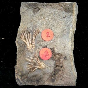 Gilmore City Iowa Crinoid Mississippian Age #198