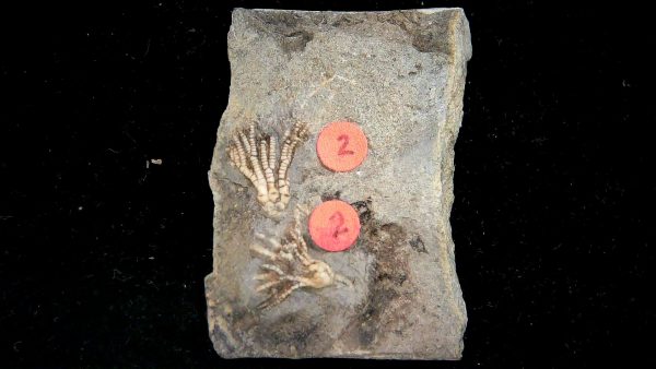 Gilmore City Iowa Crinoid Mississippian Age #198