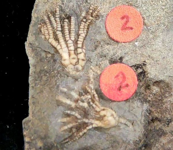 Gilmore City Iowa Crinoid Mississippian Age #198 - Image 2