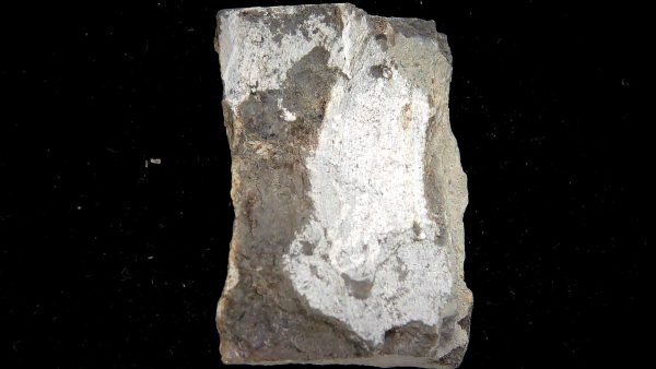 Gilmore City Iowa Crinoid Mississippian Age #198 - Image 3