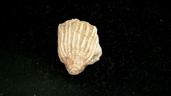 Gilmore City Iowa Crinoid Mississippian Age #199