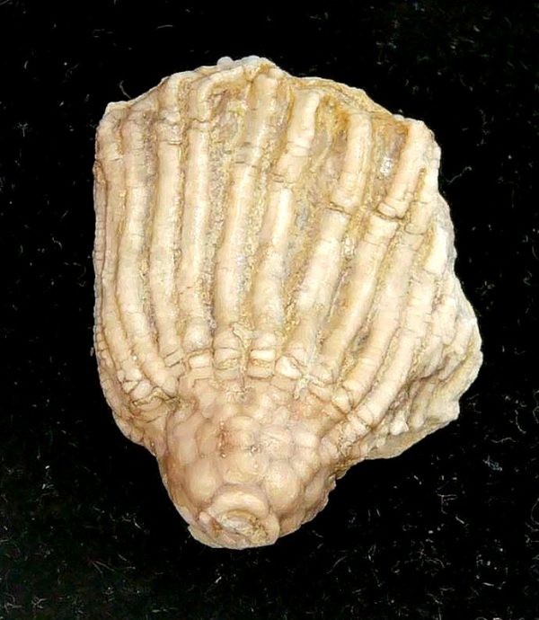Gilmore City Iowa Crinoid Mississippian Age #199 - Image 2