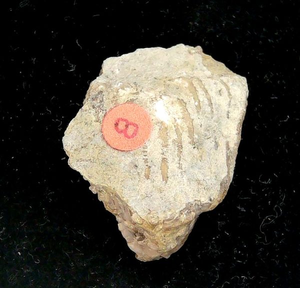 Gilmore City Iowa Crinoid Mississippian Age #199 - Image 4