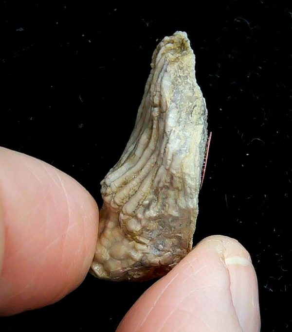 Gilmore City Iowa Crinoid Mississippian Age #199 - Image 3