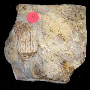 Gilmore City Iowa Crinoid Mississippian Age #200