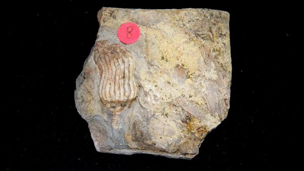 Gilmore City Iowa Crinoid Mississippian Age #200
